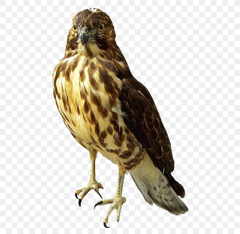 Falcon Clip Art, PNG, 513x800px, Falcon, Accipitriformes, Beak, Bird, Bird Of Prey Download Free
