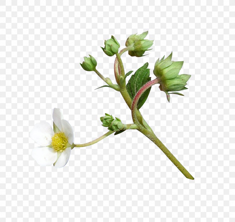 Flower Plant Stem Petal Easter Clip Art, PNG, 1685x1593px, Flower, Branch, Bud, Easter, Easter Egg Download Free