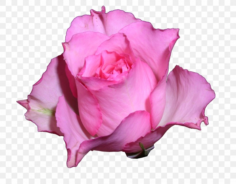 Garden Roses Teachers' Day School Last Bell, PNG, 2054x1602px, Garden Roses, Ansichtkaart, Birthday, Cabbage Rose, Cut Flowers Download Free
