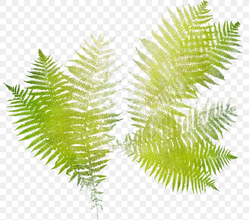 Ostrich Fern Leaf Vascular Plant Burknar, PNG, 800x723px, Fern, Adiantum Capillusveneris, Aquarium Decor, Burknar, Drawing Download Free