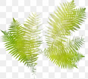 Leaf - Ostrich Fern Leaf Vascular Plant Burknar PNG
