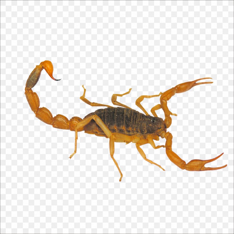 Scorpion Yimeng Mountains Insect Mesobuthus Martensii Taobao, PNG, 1773x1773px, Scorpion, Animal, Arachnid, Arthropod, Buthidae Download Free