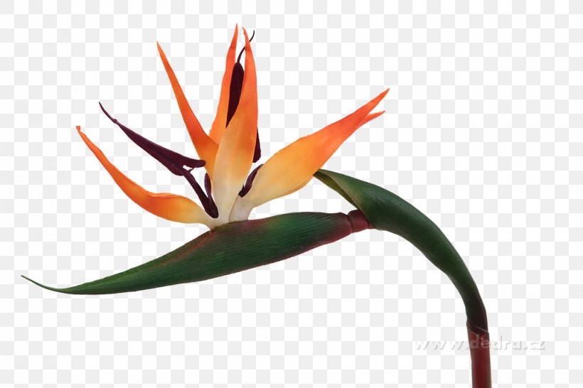 Apartment Bird Of Paradise Flower Flowering Plant Discounts And Allowances House, PNG, 1020x680px, Apartment, Bird Of Paradise Flower, Discounts And Allowances, Flora, Flower Download Free