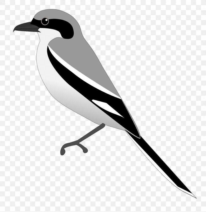 Eurasian Magpie Beak Feather White, PNG, 1637x1682px, Eurasian Magpie, Beak, Bird, Black And White, Feather Download Free