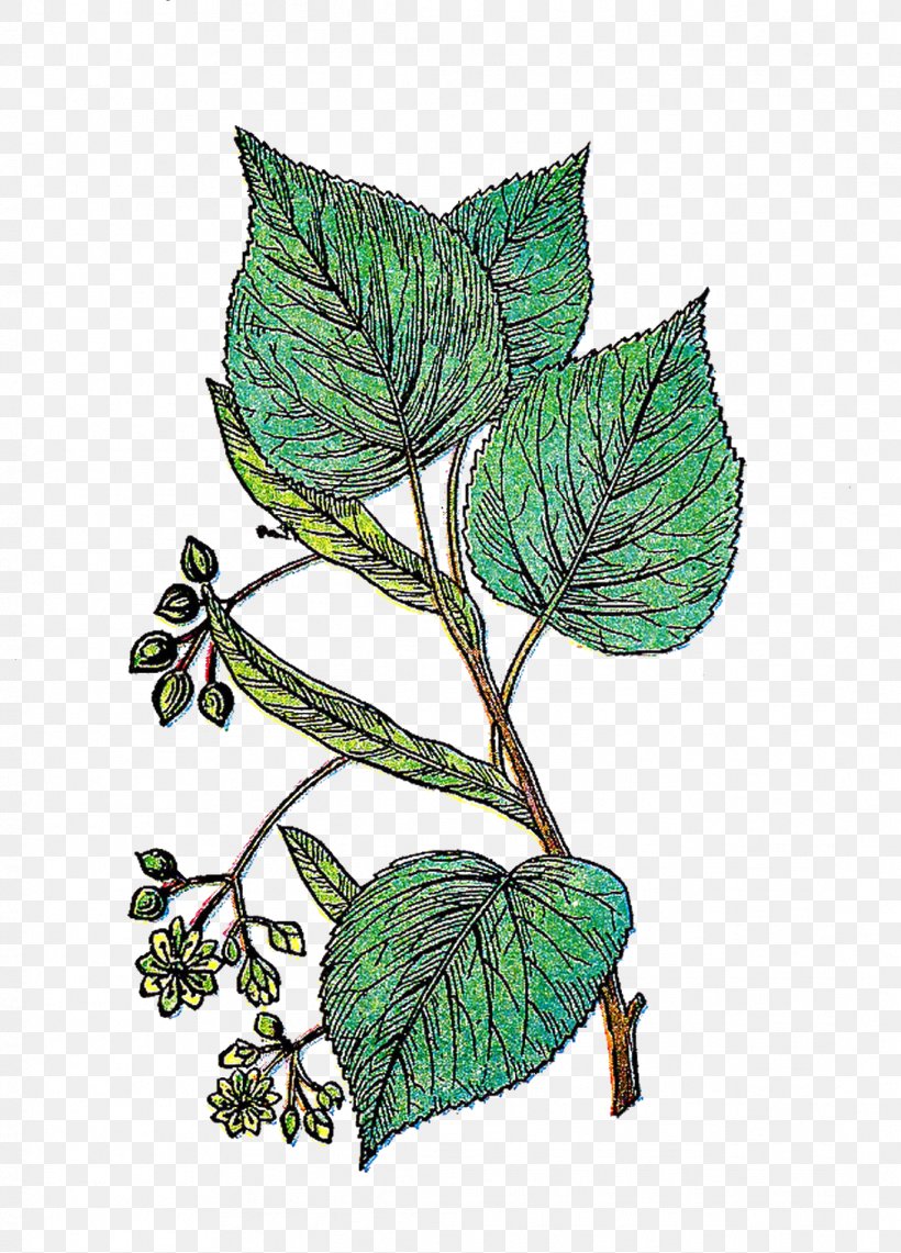 Leaf Plant Stem Ink Organism, PNG, 1091x1519px, Leaf, Art, Branch, Branching, Csa Images Download Free