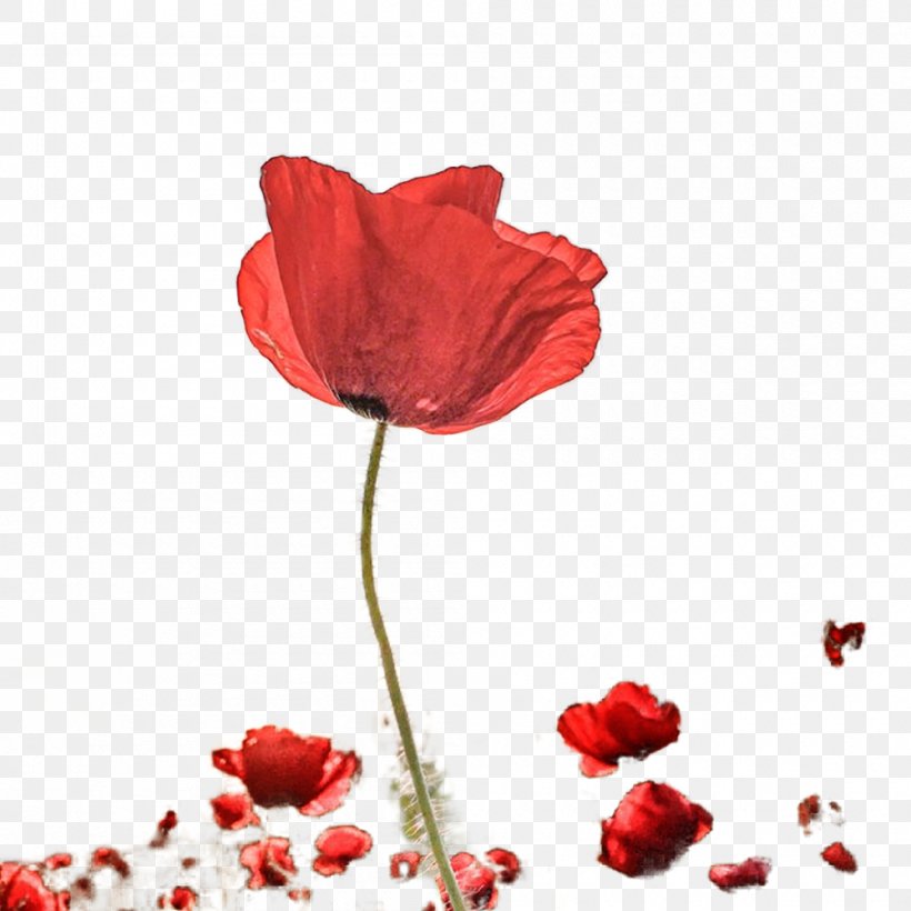 Photography Petal Poppy, PNG, 1000x1000px, Photography, Award, Camera, Competition, Coquelicot Download Free