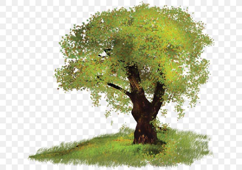 Tree Clip Art, PNG, 640x579px, Tree, Branch, Digital Image, Fir, Grass Download Free