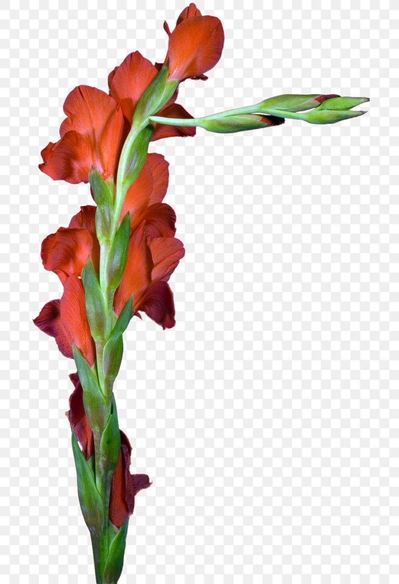 Gladiolus Cut Flowers Floral Design Plant Stem, PNG, 701x1200px, Gladiolus, Blogger, Cut Flowers, Email, Floral Design Download Free