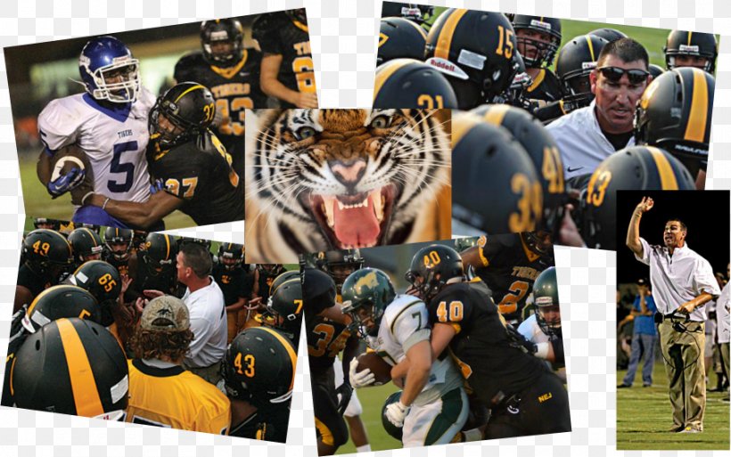 Mammal Tiger Recreation Collage, PNG, 907x568px, Mammal, Closeup, Collage, Competition, Competition Event Download Free