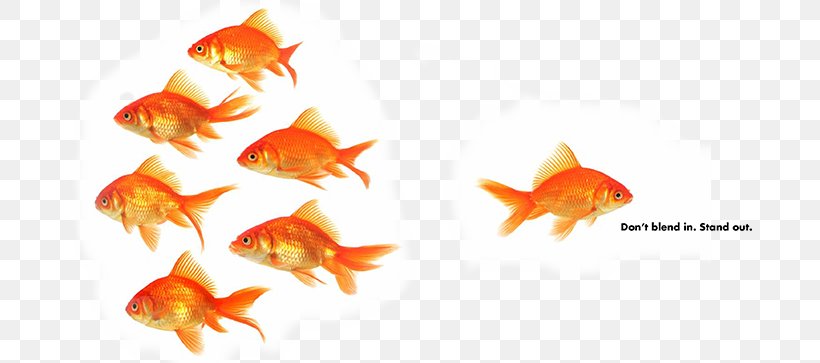 Persuasion In Society Leadership Psychology Management Business, PNG, 700x363px, Leadership, Bony Fish, Business, Feeder Fish, Fish Download Free