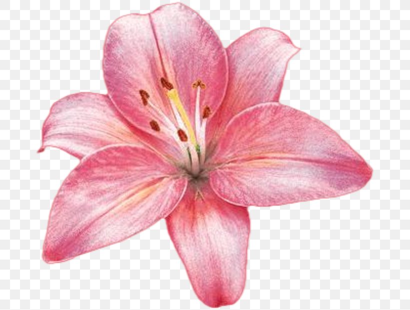 Flower Plant Rose Lilium Regale, PNG, 684x621px, Flower, Clothing, Com, Cut Flowers, Fashion Download Free
