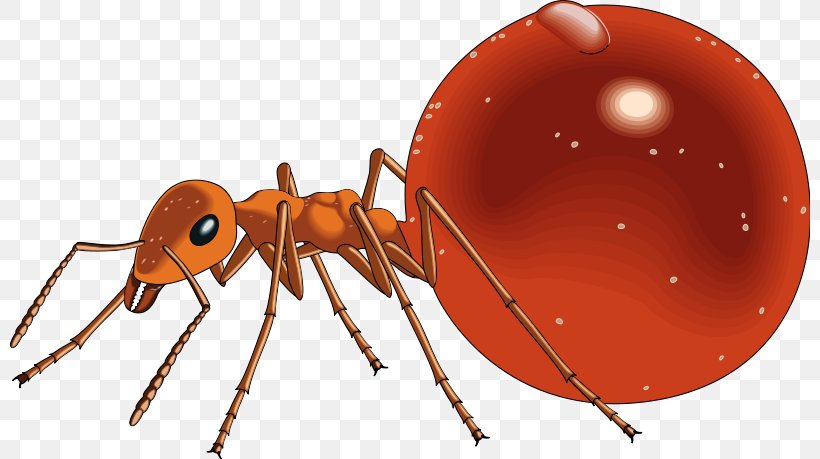 Honeypot Ant Clip Art, PNG, 800x459px, Ant, Arthropod, Decapoda, Drawing, Fire Ant Download Free