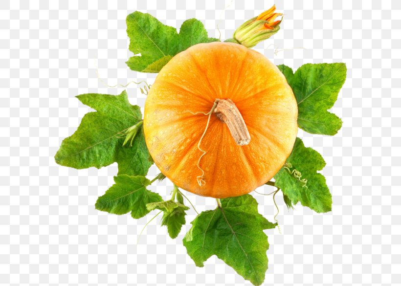 Pumpkin Vegetarian Cuisine Food Clip Art, PNG, 600x585px, Pumpkin, Calabaza, Cucurbita, Food, Fruit Download Free