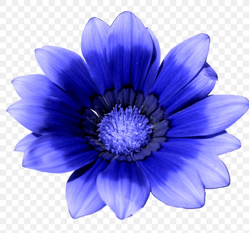 Blue Flower White Cornflower, PNG, 1600x1502px, Flower, Anemone, Annual Plant, Aster, Blue Download Free