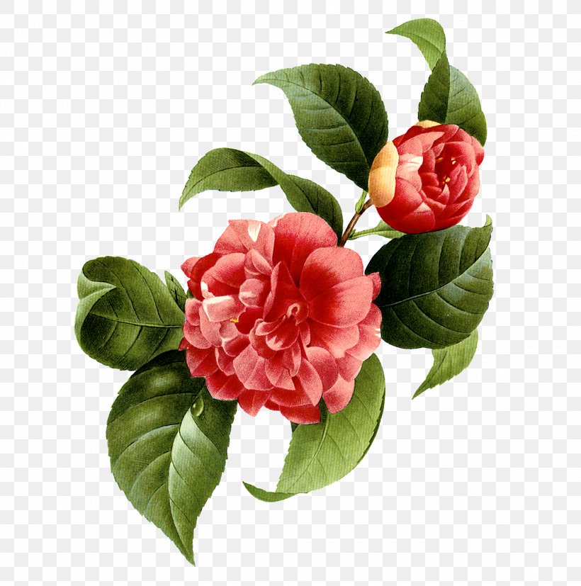 Japanese Camellia Flower Photography, PNG, 1958x1975px, Japanese Camellia, Camellia, Flower, Flowering Plant, Photography Download Free