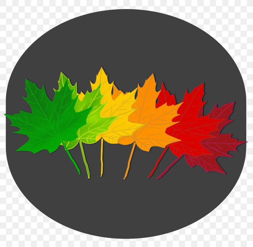 Leaf Autumn Clip Art, PNG, 800x800px, Leaf, Autumn, Autumn Leaf Color, Drawing, Maple Download Free