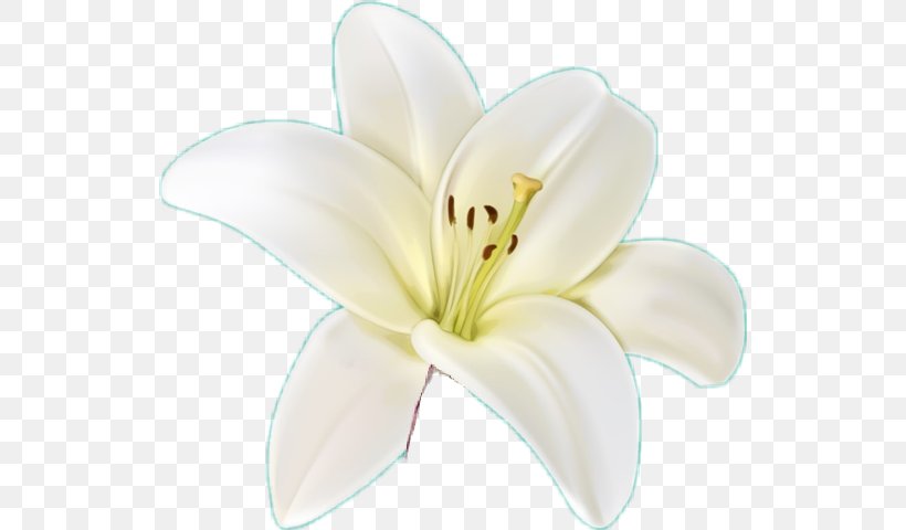 Lily White Flower Petal Plant, PNG, 532x480px, Lily, Cut Flowers, Daylily, Flower, Lily Family Download Free