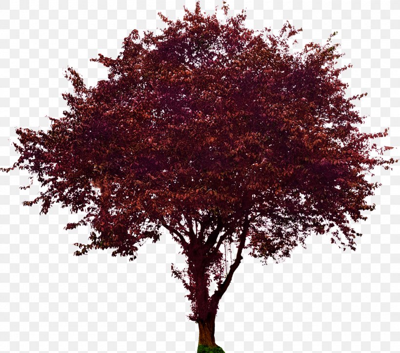 Clip Art Transparency Image Tree, PNG, 1280x1131px, Tree, Common Plum, Drawing, Flower, Flowering Dogwood Download Free