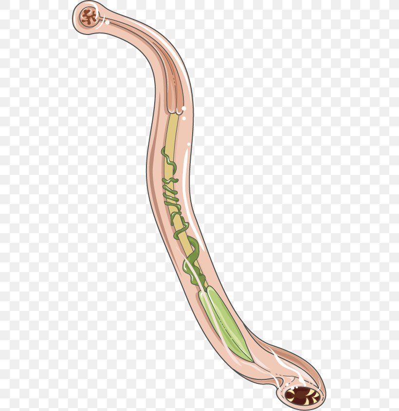 Hookworm Infection Ancylostoma Duodenale Necator Americanus Homo Sapiens, PNG, 523x846px, Watercolor, Cartoon, Flower, Frame, Heart Download Free