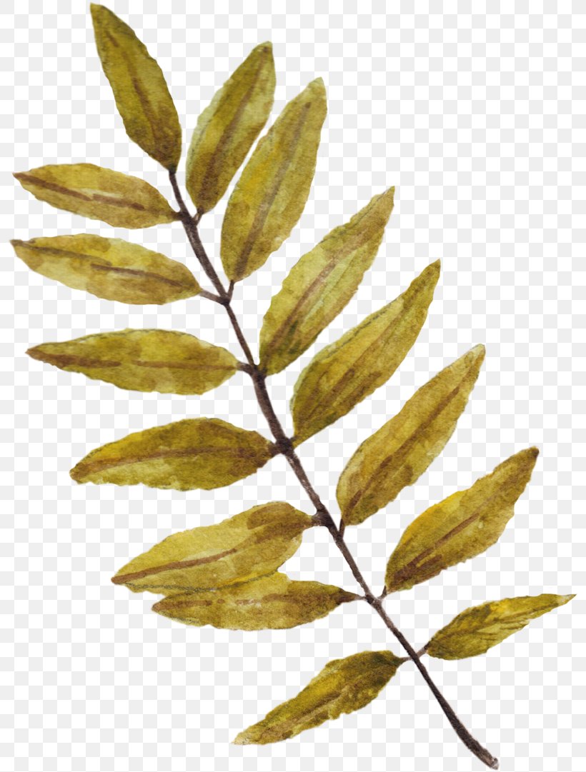 Image Leaf Watercolor Painting, PNG, 800x1081px, Leaf, Branch, Copyright, Painting, Plant Download Free