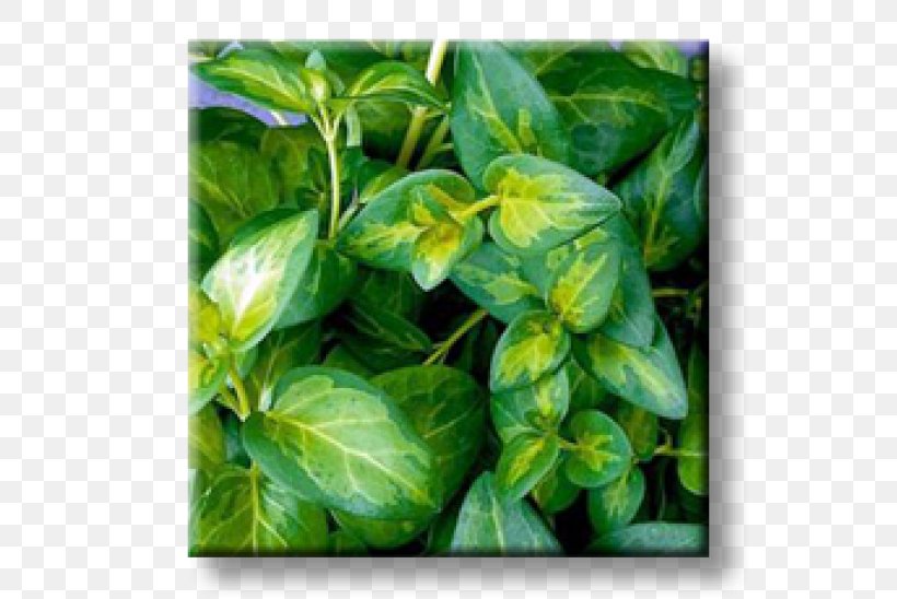 Myrtle Greater Periwinkle Chameleon Plant Evergreen Perennial Plant, PNG, 600x548px, Myrtle, Basil, Chameleon Plant, Evergreen, Garden Download Free