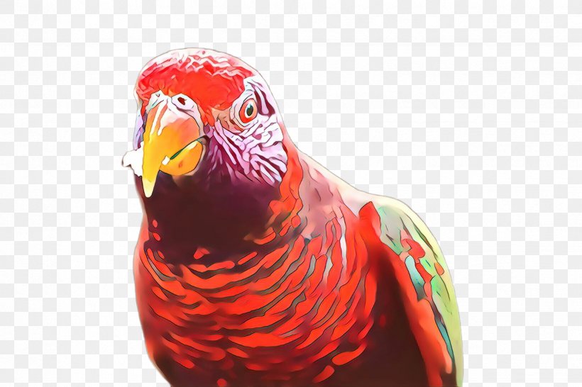 Bird Beak Parrot Lorikeet Parakeet, PNG, 2448x1632px, Cartoon, Beak, Bird, Lorikeet, Parakeet Download Free
