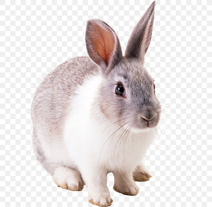 European Rabbit Domestic Rabbit Easter Bunny, PNG, 588x800px, European Rabbit, Animal, Blacktailed Jackrabbit, Cottontail Rabbit, Domestic Rabbit Download Free