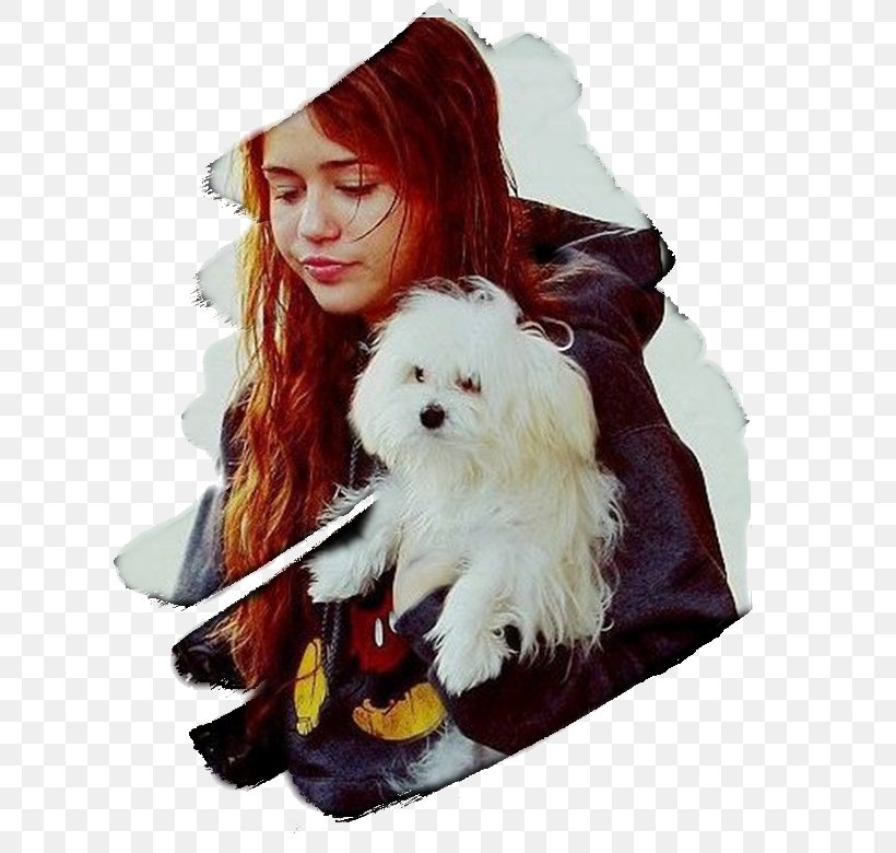 Maltese Dog Puppy Dog Breed Companion Dog Non-sporting Group, PNG, 668x780px, Maltese Dog, Breed, Breed Group Dog, Carnivoran, Clothing Download Free