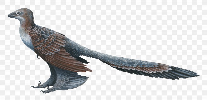 Changyuraptor Microraptor Feathered Dinosaur, PNG, 5168x2512px, Changyuraptor, Animal Figure, Beak, Bird, Bird Of Prey Download Free