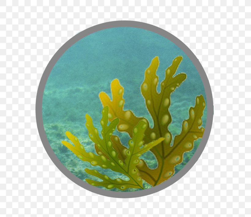 Coral Reef Fish Marine Biology, PNG, 709x709px, Coral Reef Fish, Aquarium, Aquarium Decor, Biology, Coral Download Free
