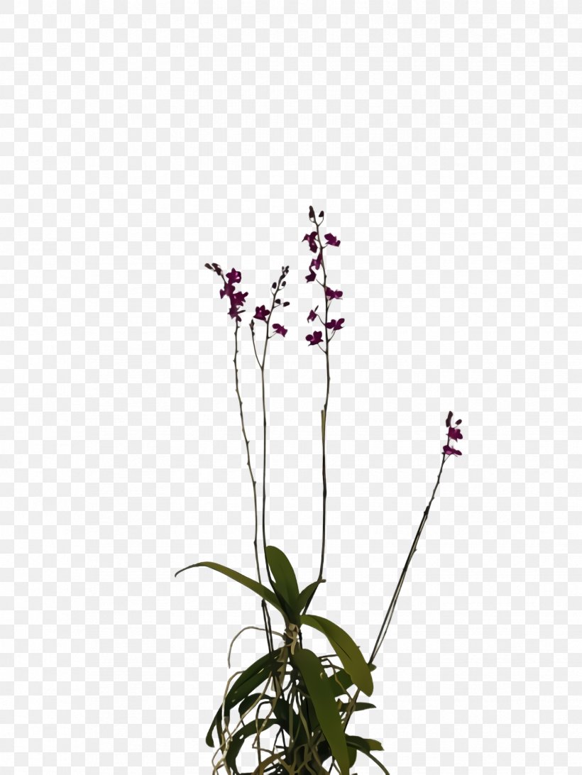 Flower Flowering Plant Plant Pedicel Plant Stem, PNG, 1732x2308px, Flower, Cut Flowers, Dendrobium, Flowering Plant, Moth Orchid Download Free