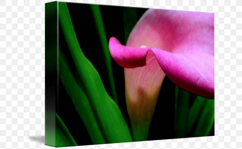 Flower Green Bud Plant Stem Purple, PNG, 650x504px, Flower, Arum, Bud, Close Up, Closeup Download Free