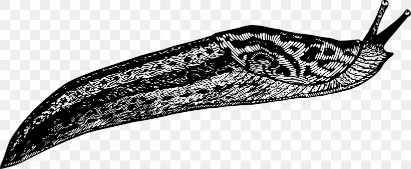 Gastropods Slug Drawing Clip Art, PNG, 2400x987px, Gastropods, Black And White, Black Slug, Drawing, Invertebrate Download Free