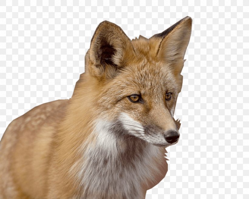 Red Fox Gray Wolf Coyote Kit Fox, PNG, 850x680px, Fox, Carnivoran, Coyote, Dog Like Mammal, Fauna Download Free