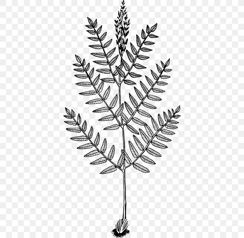 Twig Osmunda Regalis Fern Drawing Frond, PNG, 396x800px, Twig, Black And White, Branch, Drawing, Fern Download Free