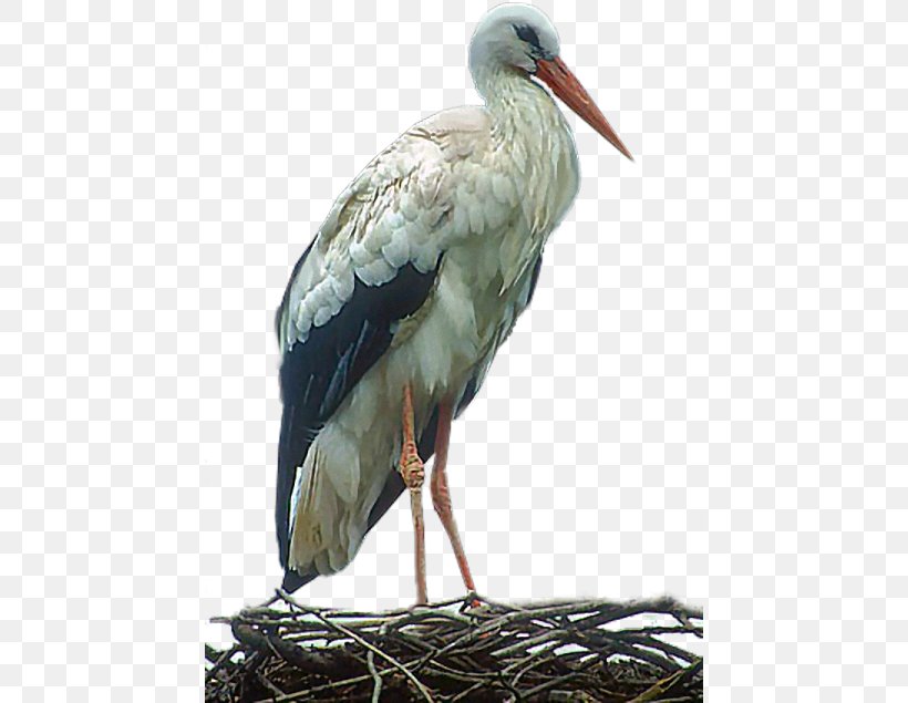 White Stork Bird, PNG, 450x635px, White Stork, Animated Film, Beak, Bird, Black Stork Download Free