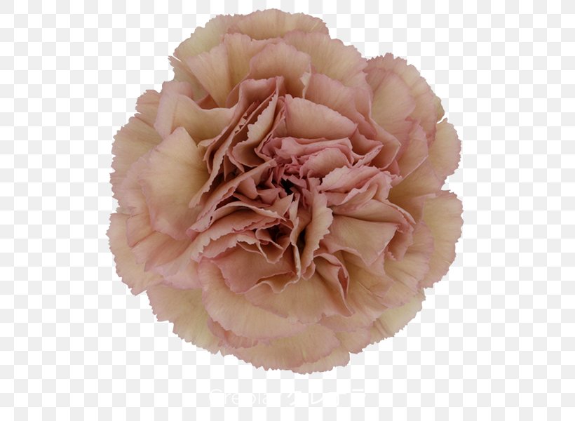 A.m. Flora S.r.l. Carnation Cut Flowers Cabbage Rose, PNG, 600x600px, Carnation, Artificial Flower, Blossom, Cabbage Rose, Color Download Free