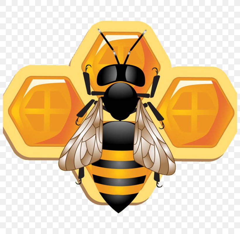 Bee Illustrator, PNG, 800x800px, Bee, Adobe Creative Cloud, Arthropod, Computer Software, Drawing Download Free