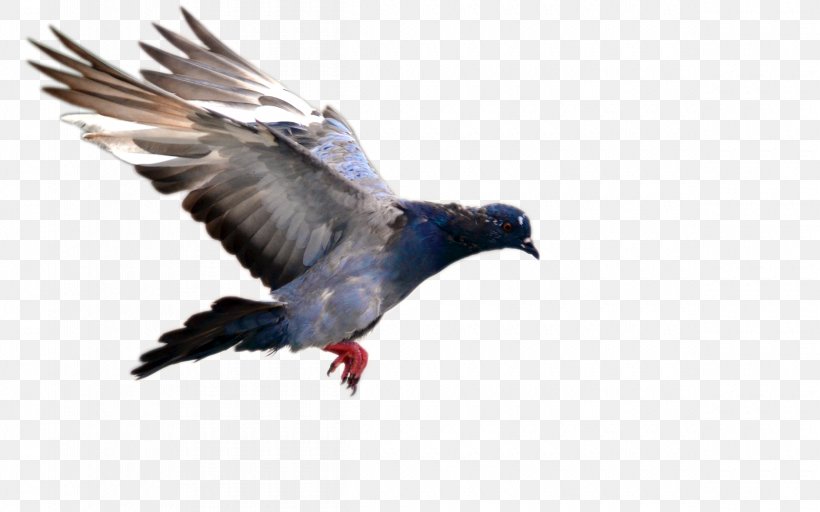 Bird Flight Domestic Pigeon Bird Flight Blue Pigeon, PNG, 4800x3000px, Bird, Beak, Bird Flight, Blue Pigeon, Columbidae Download Free