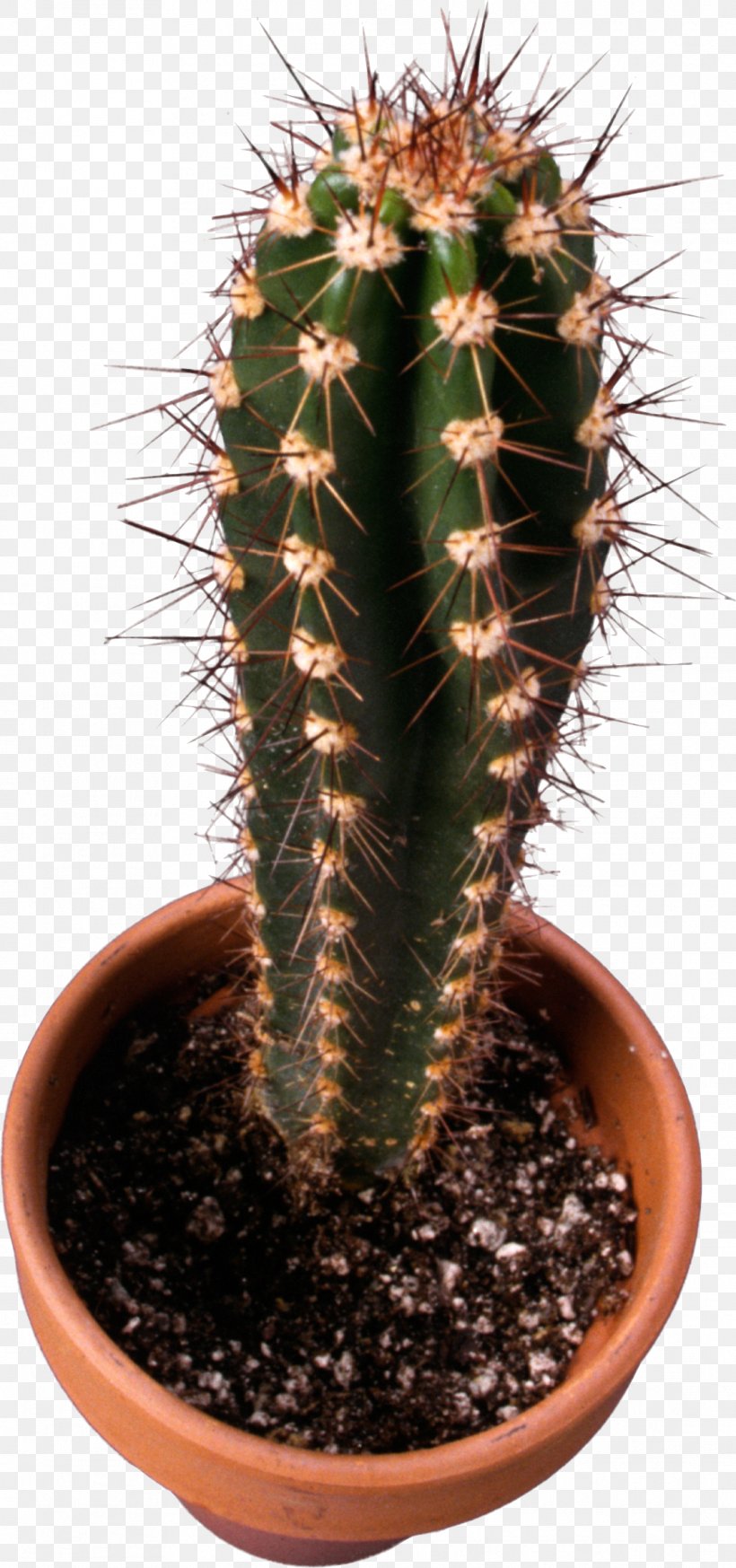 Cactaceae Mexican Cuisine Cactus Taqueria, Albany, CA Thorns, Spines, And Prickles Succulent Plant, PNG, 1113x2372px, Cactaceae, Acanthocereus, Acanthocereus Tetragonus, Cactus, Caryophyllales Download Free