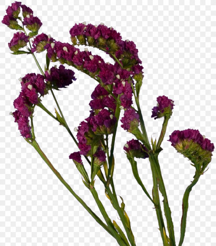 Cut Flowers Lavender Plant Violet, PNG, 1317x1500px, Cut Flowers, Amaranth, Amaranth Family, Annual Plant, Flower Download Free