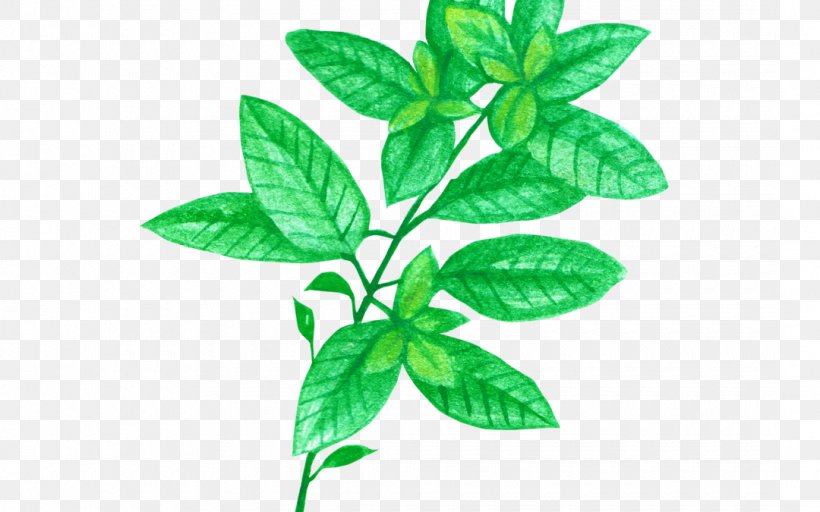 Herb Vegetable Basil Chrysanthemum Tea Star Anise, PNG, 1080x675px, Herb, Basil, Broccoli, Chinese Cabbage, Chrysanthemum Tea Download Free