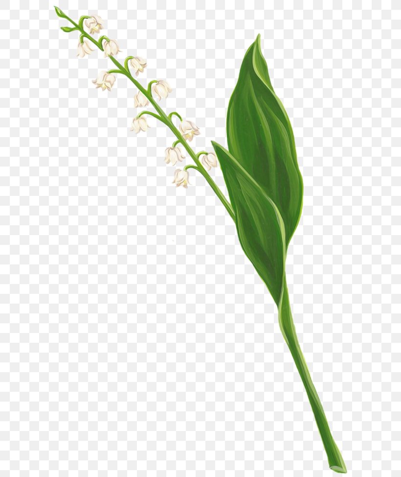 Lily Of The Valley Flower Lilium Art, PNG, 613x974px, Lily Of The Valley, Art, Arum, Branch, Dia Download Free