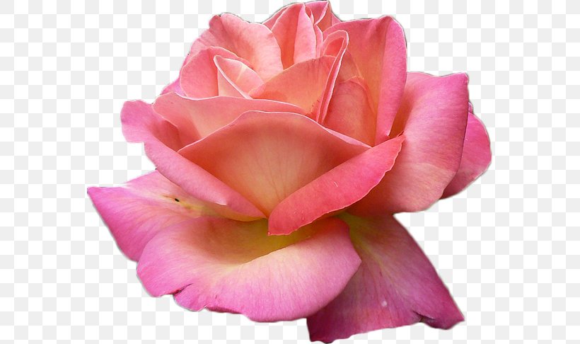 Rose Pink Flowers Pink Flowers, PNG, 573x486px, Rose, Begonia, China Rose, Close Up, Cut Flowers Download Free