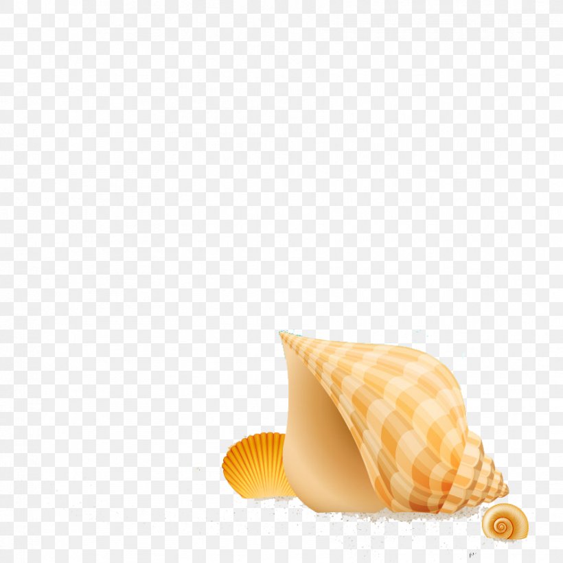 Seashell Clip Art, PNG, 888x888px, Seashell, Conch, Ice Cream Cone, Lobatus Gigas, Sea Snail Download Free