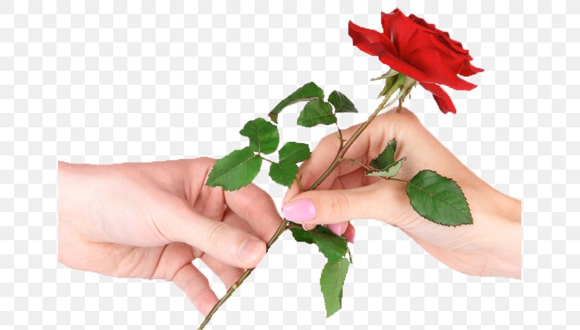 Stock Photography Rose Chandi Ki Deewar, PNG, 655x467px, Stock Photography, Cut Flowers, Finger, Floral Design, Floristry Download Free