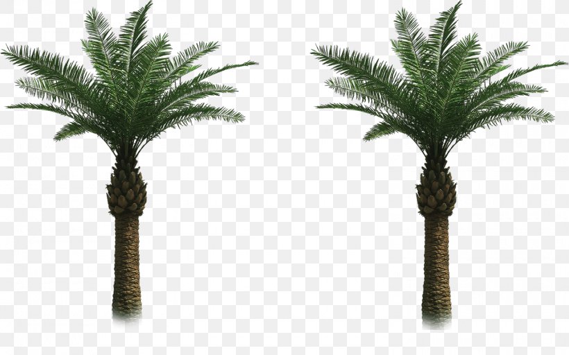 Arecaceae Tree Date Palm Clip Art, PNG, 1500x938px, Arecaceae, Areca Palm, Arecales, Attalea Speciosa, Borassus Flabellifer Download Free