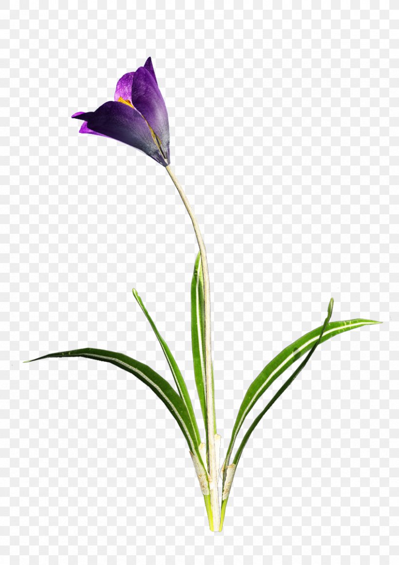 Clip Art, PNG, 847x1199px, Crocus, Cut Flowers, File Viewer, Flora, Floral Design Download Free