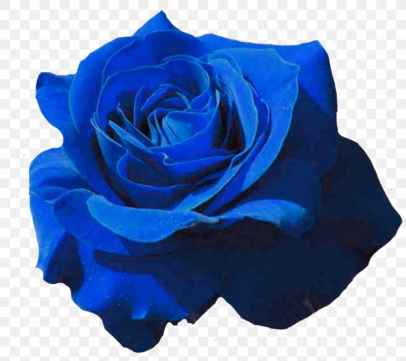 Garden Roses Blue Rose Petal Black Rose, PNG, 1600x1424px, Garden Roses, Black Rose, Blue, Blue Rose, Cobalt Blue Download Free