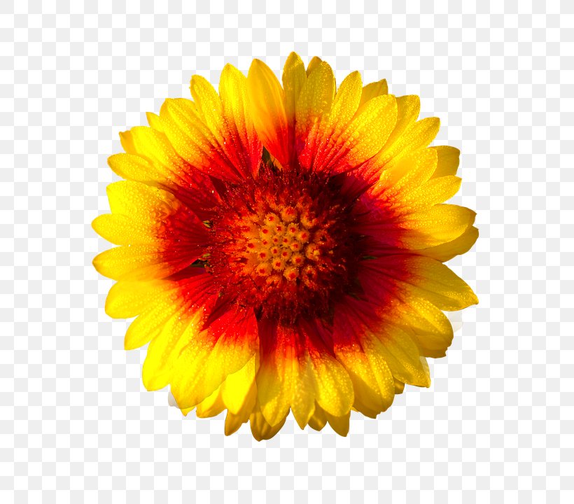 Gazania Rigens Flower Common Daisy Yellow, PNG, 696x720px, Gazania Rigens, Blanket Flowers, Calendula, Chrysanths, Close Up Download Free